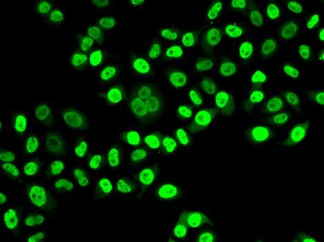 Immunofluorescence - NUDC antibody (144-06678)
