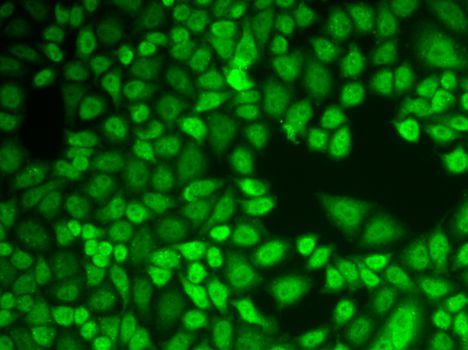 Immunofluorescence - CTSD antibody (144-60266)