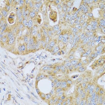 Immunohistochemistry - PSG1 antibody (144-06399)