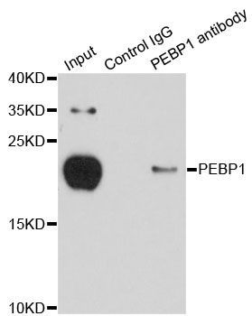 Immunofluorescence - PEBP1 Polyclonal Antibody (144-00578)