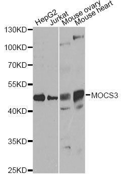 Western blot - MOCS3 antibody (144-07367)