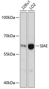 Western blot