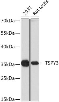 Western blot