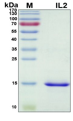 SDS-PAGE