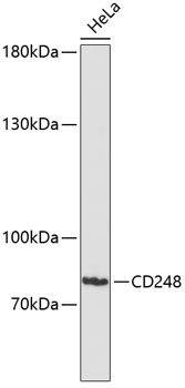 Western blot