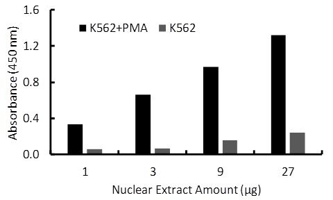 Transcription factor assay of Fra1 from nuclear extracts of K562 cells or K562 cells treated with PMA (50 ng/ml) for 3 hr with the RayBio Activity Assay Kit.