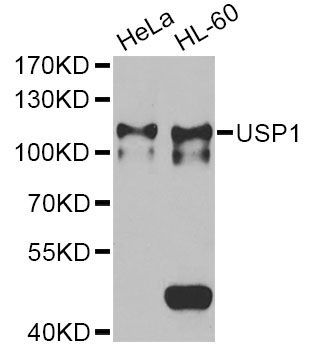 Western blot - USP1 Antibody (144-06785)