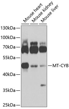 Western blot