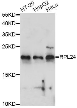 Western blot - RPL24 antibody (144-014255)