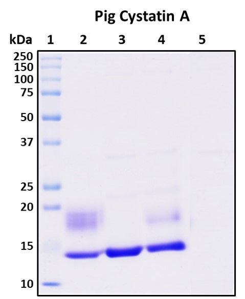 SDS-PAGE