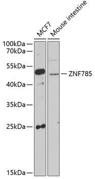 Western blot