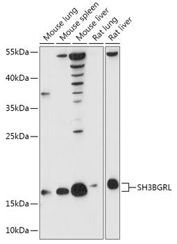 Western blot