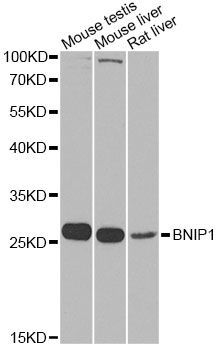 Western blot - BNIP1 Antibody (144-07263)