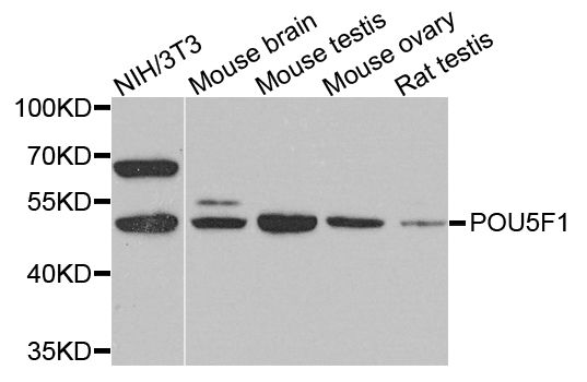 Western blot - POU5F1 Polyclonal Antibody (144-07920)