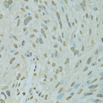 Immunohistochemistry - SAFB antibody (144-07927)