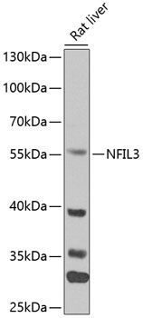 Western blot