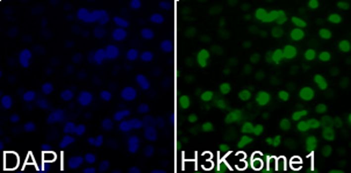 Immunofluorescence - MonoMethyl-Histone H3-K36 pAb (144-02364)