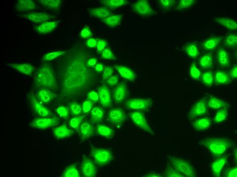Immunofluorescence - RNF40 Polyclonal Antibody (144-06443)