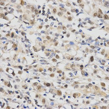 Immunohistochemistry - SNRPE Antibody (144-05488)