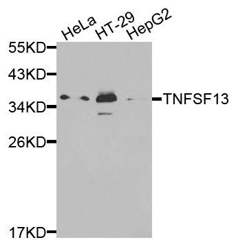 Western blot - TNFSF13 antibody (144-01237)