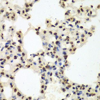 Immunohistochemistry - Nono Antibody (144-05282)