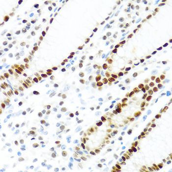 Immunohistochemistry - KHDRBS2 antibody (144-06102)