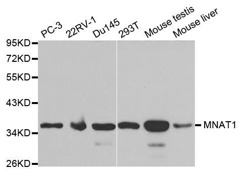 Western blot - MNAT1 Polyclonal Antibody (144-01918)