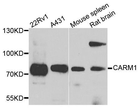Western blot - CARM1 Polyclonal Antibody (144-02246)
