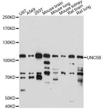Western blot - UNC5B antibody (144-60871)