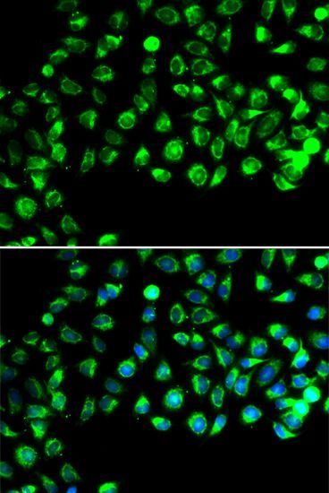 Immunofluorescence - C16orf80 antibody (144-07099)