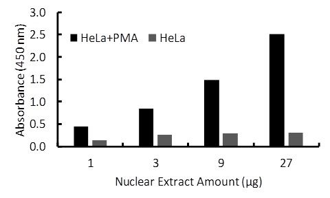 Transcription factor assay of ELK-1 from nuclear extracts of HeLa cells or HeLa cells treated with PMA for 3 hr. After stimulation activated ELK-1 binds with its corresponding DNA with the RayBio TF Activity Assay Kit.