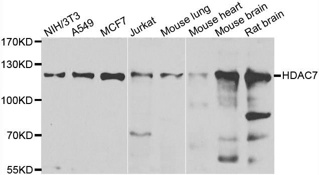 Western blot - HDAC7 antibody (144-07285)