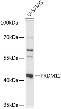 Western blot
