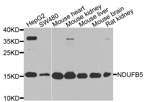 Western blot - NDUFB5 antibody (144-08327)