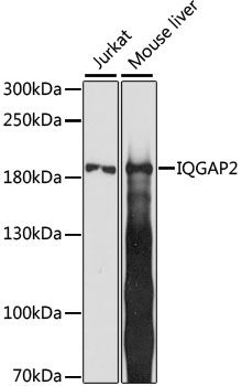 Western blot - IQGAP2 antibody (144-015392)