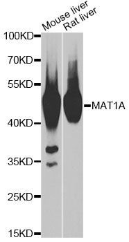 Western blot - MAT1A antibody (144-61348)