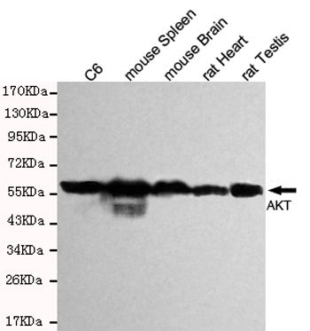 WB
