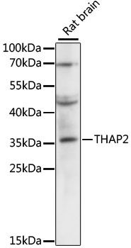 Western blot - THAP2 antibody (144-03518)