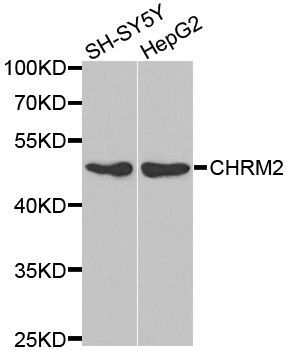 Western blot - CHRM2 antibody (144-01567)