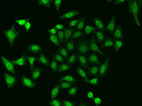 Immunofluorescence - [KO Validated] APEX1 Polyclonal Antibody (144-61347)