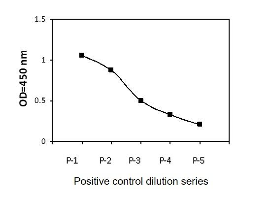 TrkB (Tyr816) Positive Control