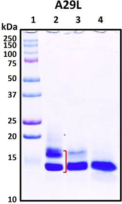 SDS-PAGE