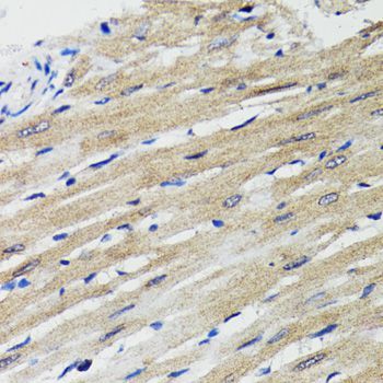 Immunohistochemistry - BCAP29 Polyclonal Antibody (144-06335)