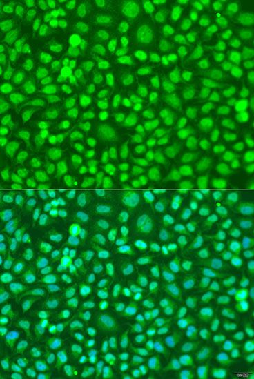 Immunofluorescence - COQ7 antibody (144-07768)