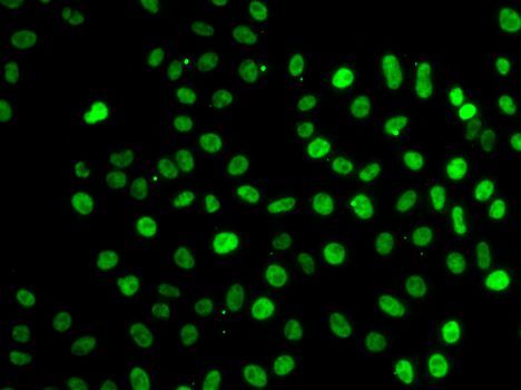 Immunofluorescence - SF3B2 Polyclonal Antibody (144-05875)