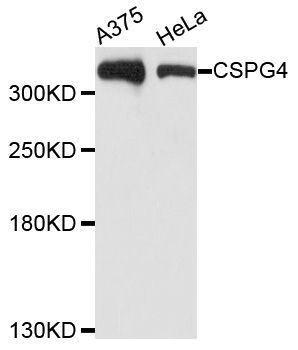 Western blot - [KO Validated] CSPG4 Polyclonal Antibody (144-03592)
