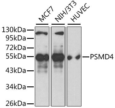 Western blot - PSMD4 Polyclonal Antibody (144-01061)