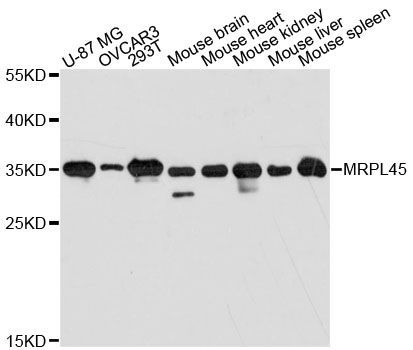 Western blot - MRPL45 antibody (144-60233)