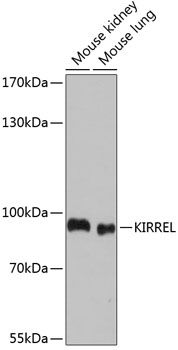 Western blot