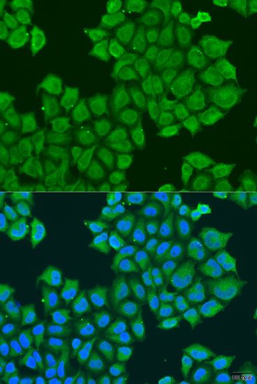 Immunofluorescence - STX12 antibody (144-08200)